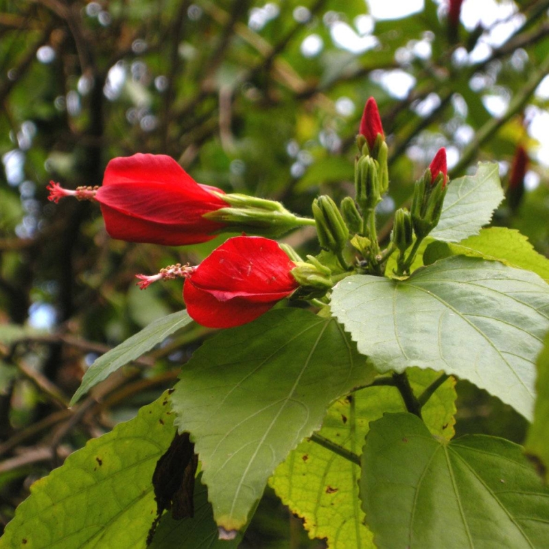 Wax Mallow Malvaviscus arboreus